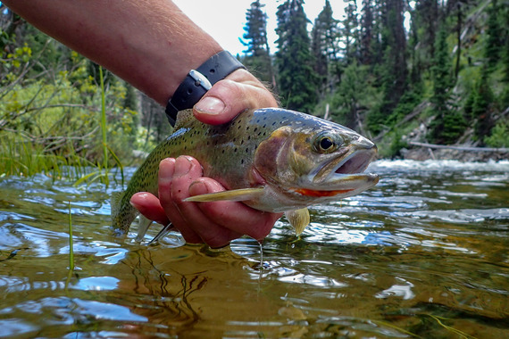 Northwest Montana Rivers Warming Up